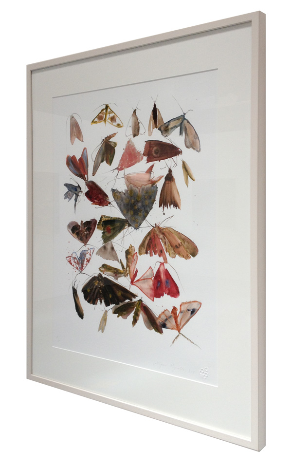 Moths 10 in frame