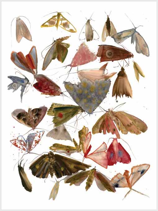Moths 10 print