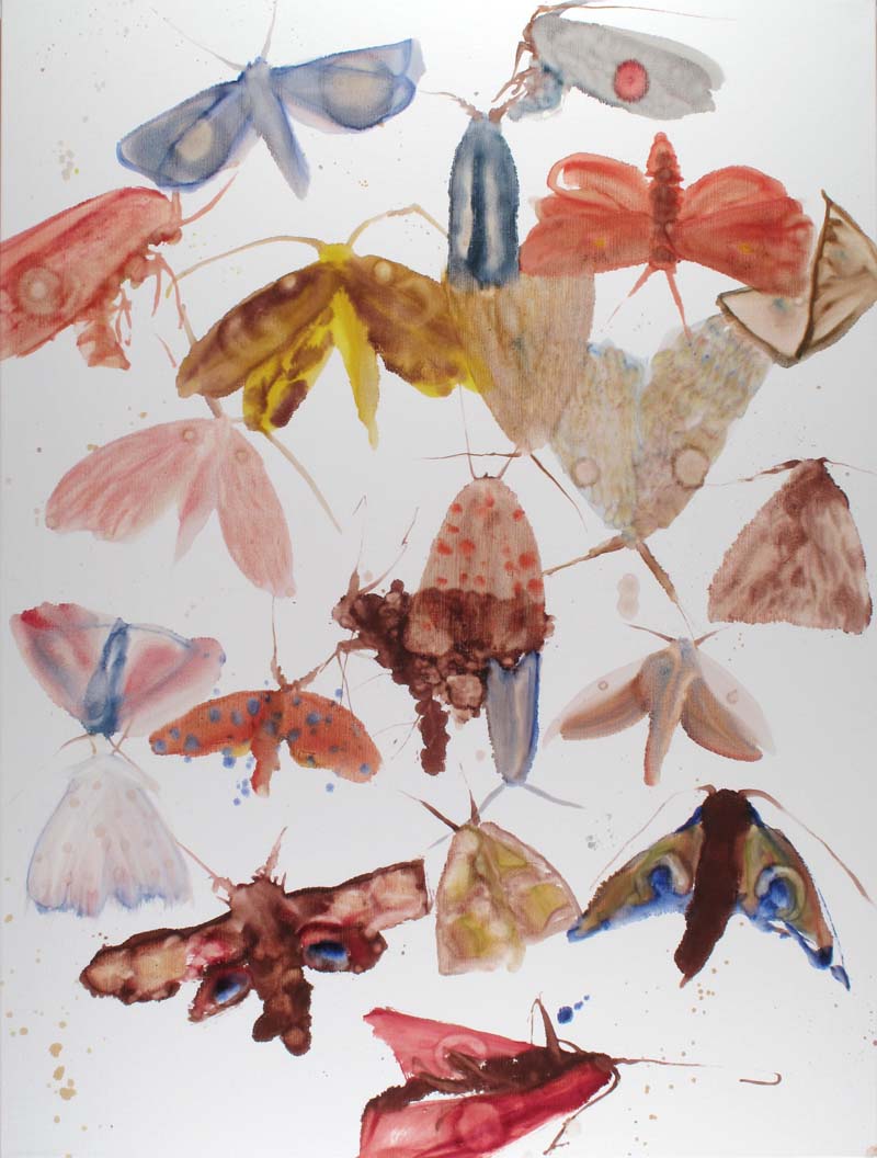Moths 09 - 02