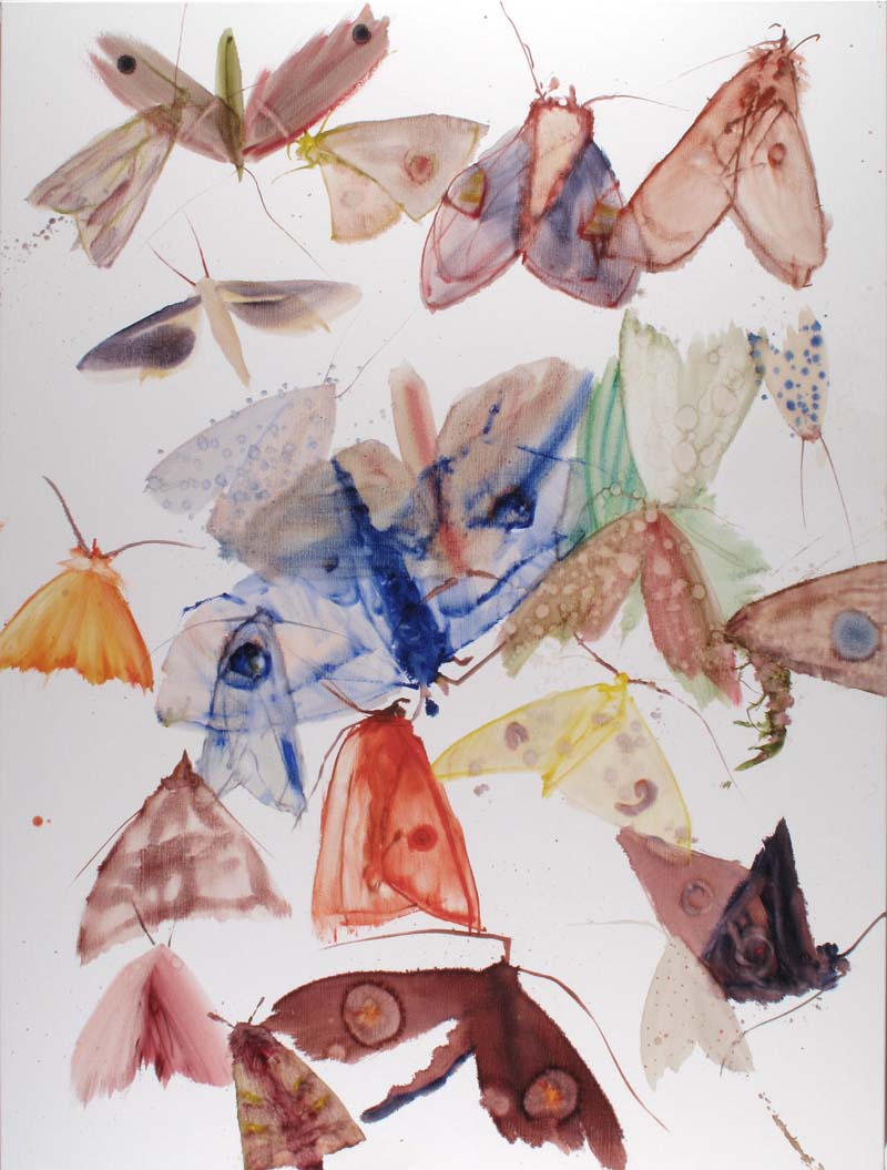 Moths 09 - 04