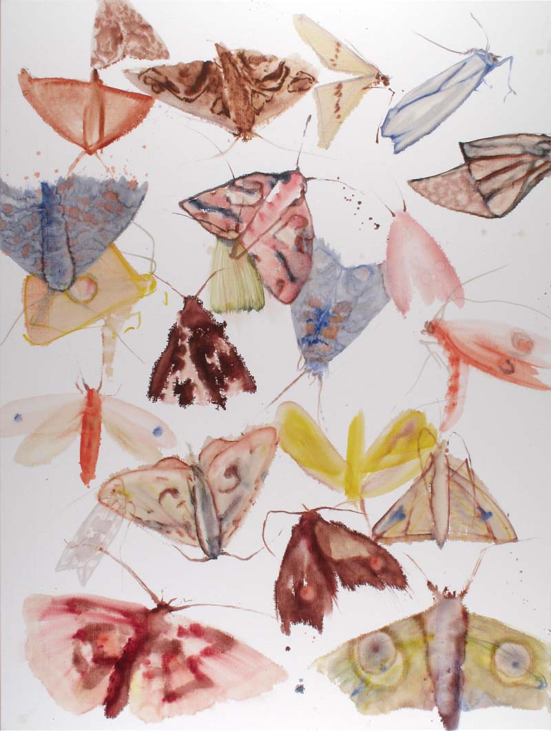 Moths 09 - 05