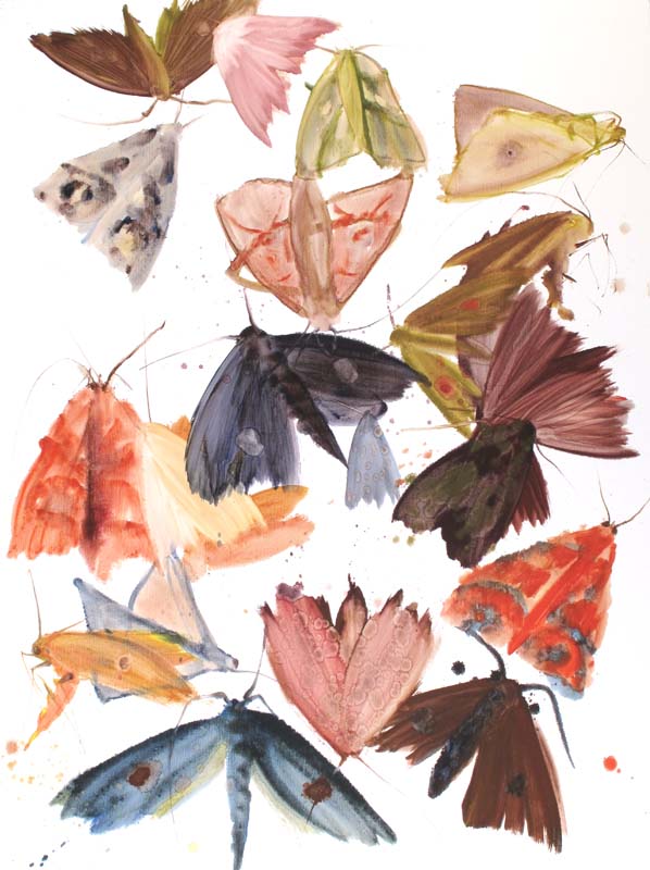 Moths 09 - 10