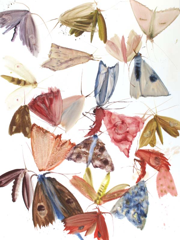 Moths 09 - 11