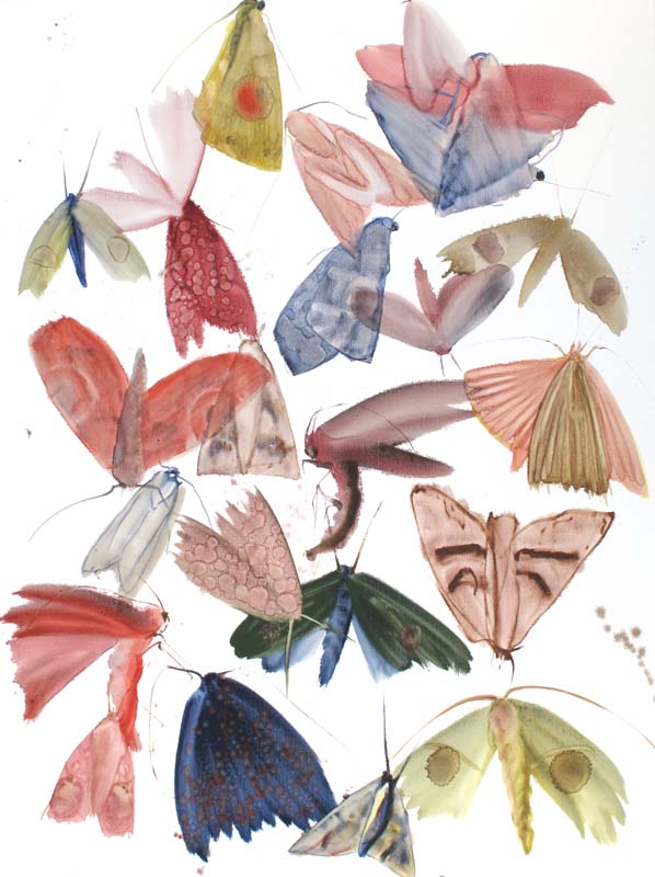 Moths 09 - 13