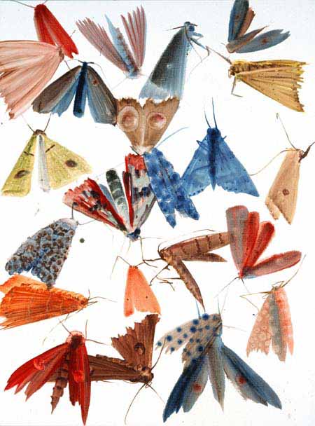 Moths 15