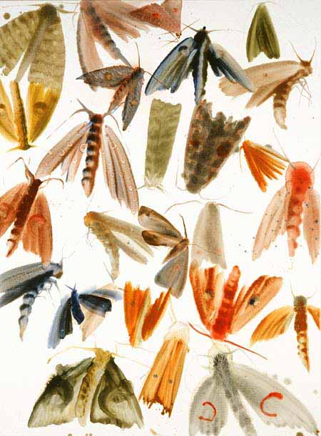 Moths 16