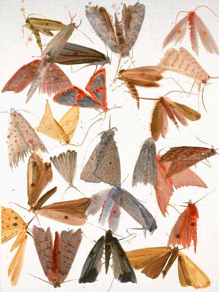 Moths 17