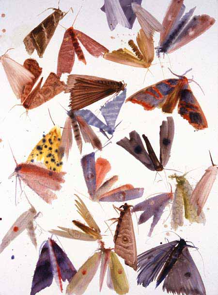 Moths 18