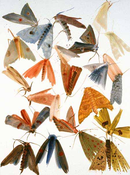 Moths 19