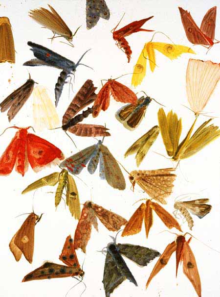 Moths 20
