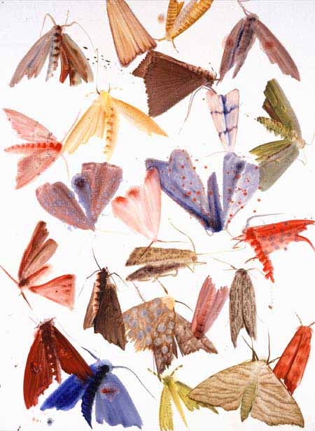 Moths 22