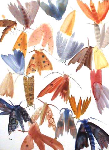 Moths 8