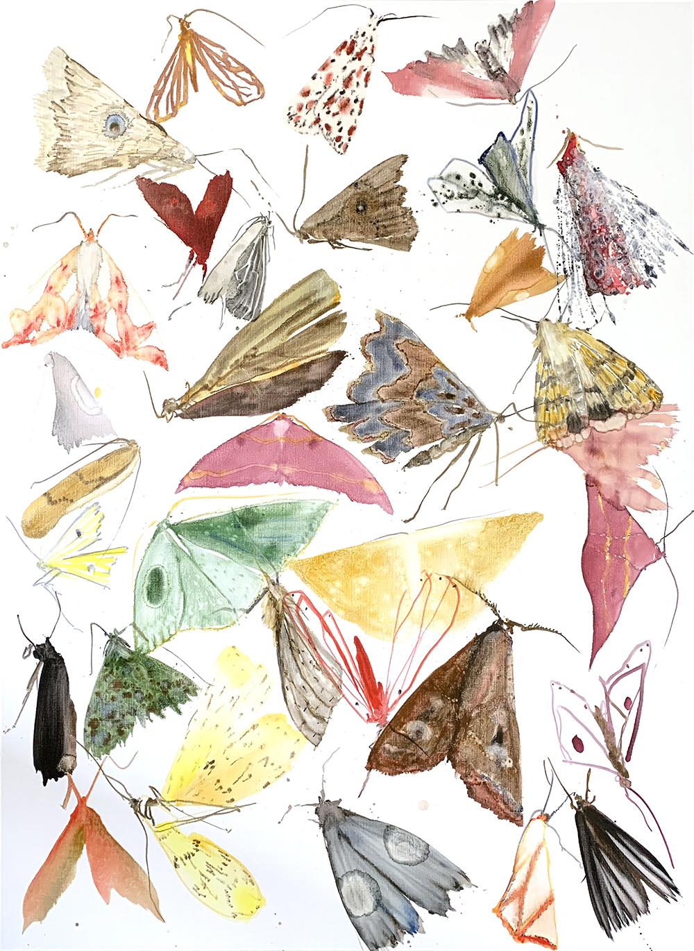 Moths - Metamorphosis 2