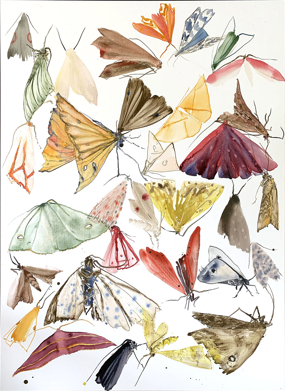 moths - metamorphosis 4