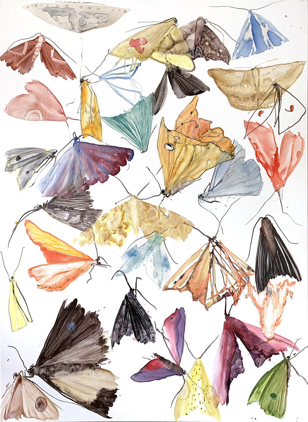 moths - metamorphosis 5