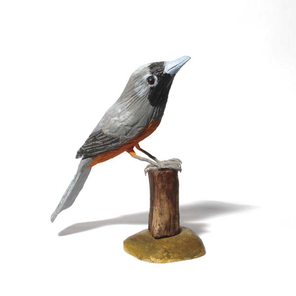 Black-Faced Monarch