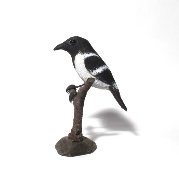 Hooded Robin