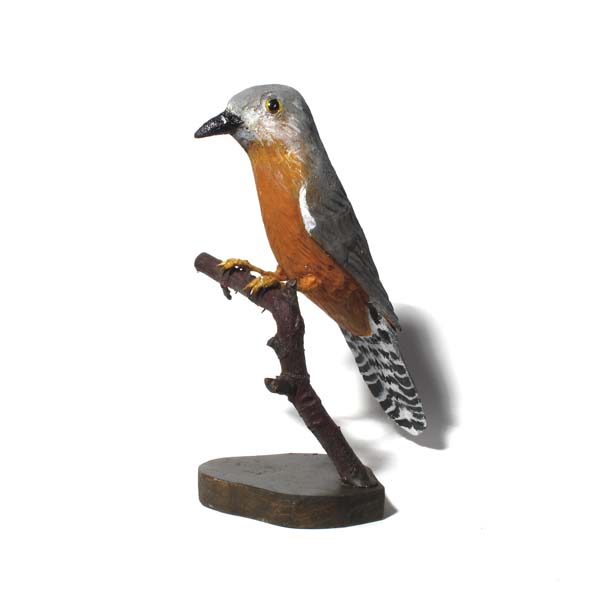 Fan-Tailed Cuckoo
