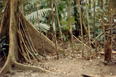 Lake Barine Rainforest Pathway Site (1a) Environmental 3D Art Installation