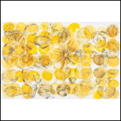 Shell 3 unframed 102 x 76cm; 2012
