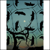 Artist Catherine Mc Cue Boes Title Wild Life Gone Wrong Year 2012 Medium Photography Height 1030 Width 728 Edition Number Print Studio & Gallery Suite Green Series
