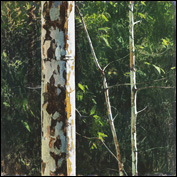 Artist A. J. Taylor Title Mapleton 19 Year 2012 Medium oil Support board Height 83.5cm Width 83.5cm